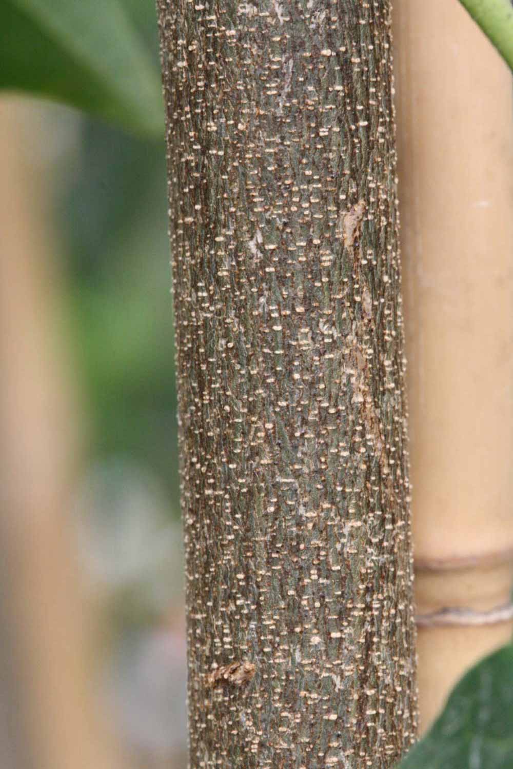              Bark (Riverside, CA)       